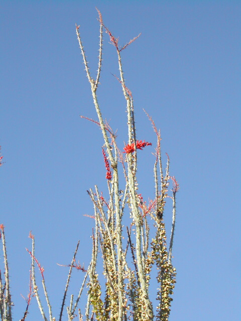 yeah, pretty red flowers.
